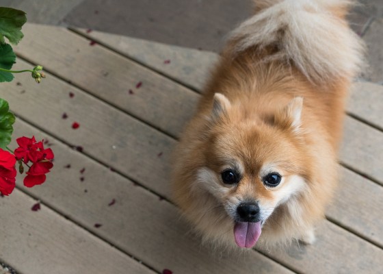 Pomeranian haircut / Pomeranian haircut styles
