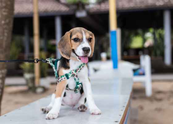dog etiquette rules / proper dog walking etiquette