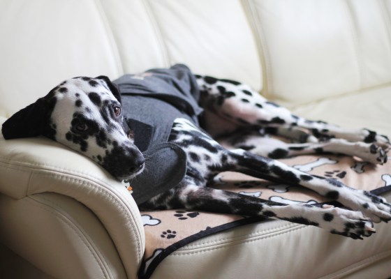 dog thunder shirts / thundershirt dog anxiety treatment