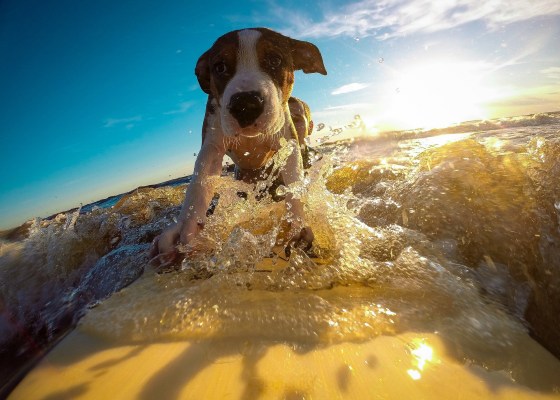 make your dog healthy / keeping dogs happy healthy